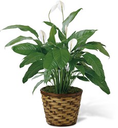 The FTD Spathiphyllum from Victor Mathis Florist in Louisville, KY